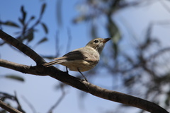 Pachycephala rufiventris