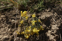 Limonium aureum