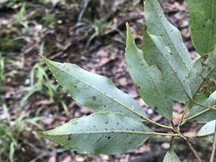 Quercus longinux