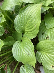 Hosta