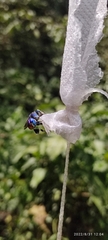 Euglossa