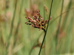 Juncus inflexus