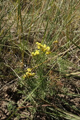 Limonium aureum
