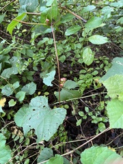 Ampelomyia vitiscoryloides