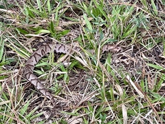 Agkistrodon contortrix