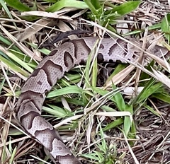 Agkistrodon contortrix