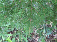Tsuga diversifolia