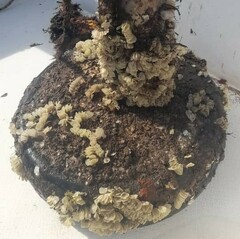 Neogastropoda