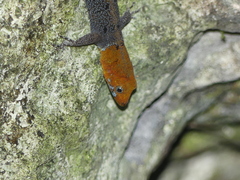 Gonatodes albogularis