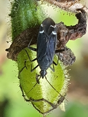 Macrotylus quadrilineatus