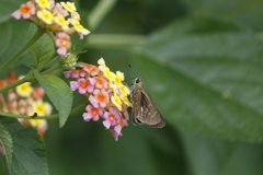 Borbo cinnara
