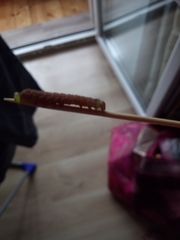 Plodia interpunctella