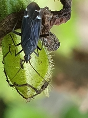 Macrotylus quadrilineatus