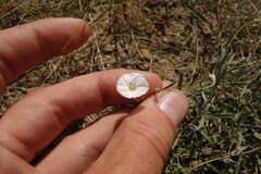 Convolvulus ammannii