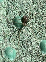 Pholcus opilionoides