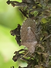 Peribalus strictus vernalis