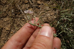 Convolvulus ammannii