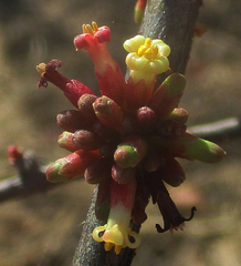 Commiphora