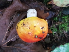 Russula claroflava