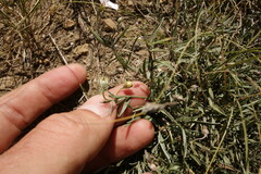 Convolvulus ammannii