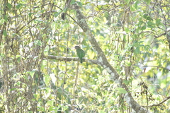 Psilopogon viridis