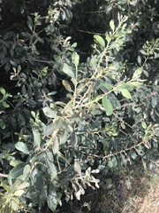 Salix cinerea