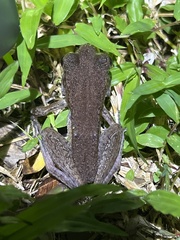Pulchrana baramica