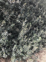 Salix cinerea