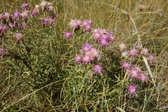 Saussurea salicifolia