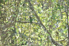 Psilopogon viridis
