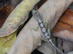 Anolis limifrons