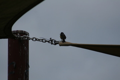 Phylidonyris novaehollandiae