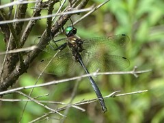 Somatochlora tenebrosa