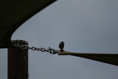 Phylidonyris novaehollandiae