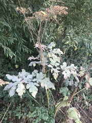 Heracleum mantegazzianum