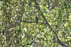 Psilopogon viridis