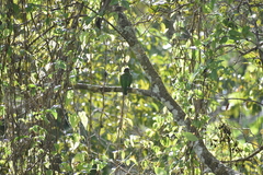 Psilopogon viridis