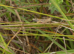 Eyprepocnemis plorans