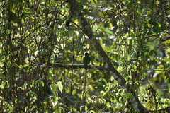 Psilopogon viridis