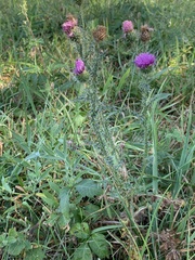 Carduus acanthoides