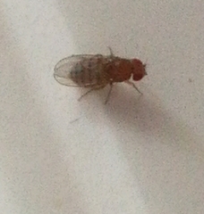 Drosophila