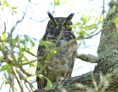Bubo africanus africanus
