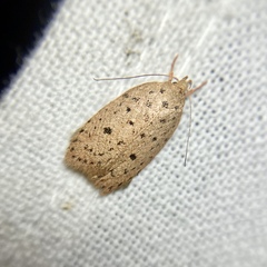 Garrha atripunctatella