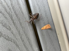 Reduviidae