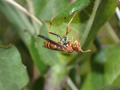 Polistes dorsalis dorsalis