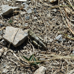 Oedipoda germanica