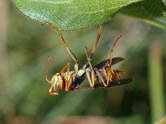 Polistes dorsalis dorsalis