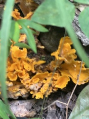 Cantharellus lateritius
