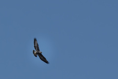 Geranoaetus polyosoma