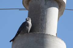 Geranoaetus polyosoma
